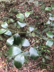 Psydrax capensis