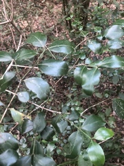 Psydrax capensis