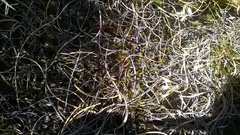 Astelia linearis