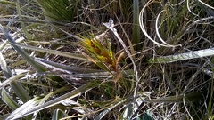 Aciphylla lyallii