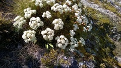 Aciphylla crosby-smithii