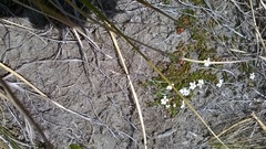 Lobelia glaberrima