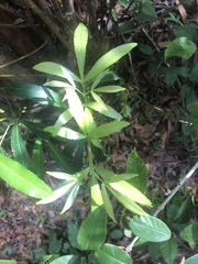 Platylophus trifoliatus