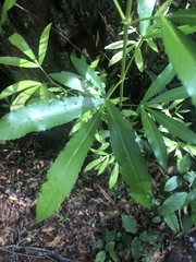 Platylophus trifoliatus