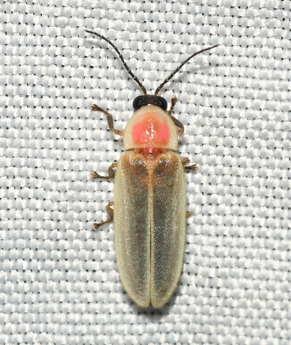 Bordered Firefly