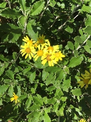 Brachyglottis monroi