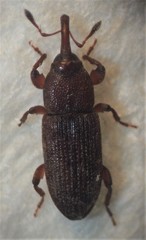 Pogonorhinus opacus