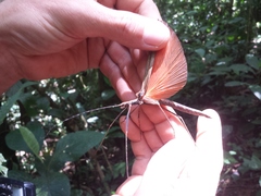 Pseudophasma unicolor