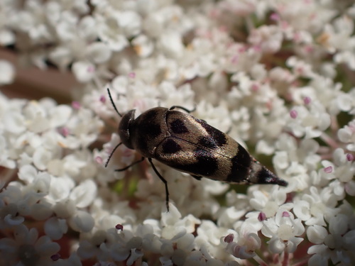 Mediimorda bipunctata