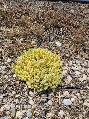 Sedum pallidum iNat (2)