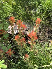 Castilleja wootonii