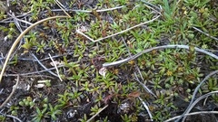 Abrotanella caespitosa