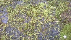 Kelleria paludosa