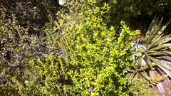 Coprosma pseudociliata