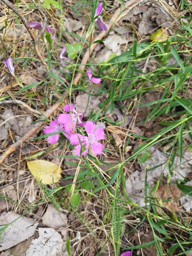 Dianthus chinensis