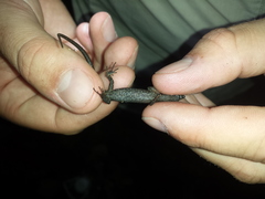 Echinosaura