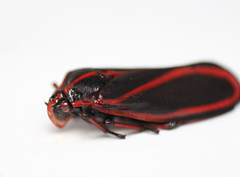 Typeschata marginata