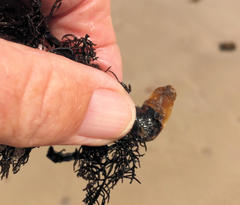 Vulsella ovata