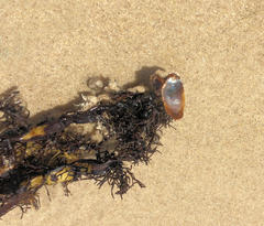 Vulsella ovata