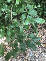 Robsonodendron eucleiforme