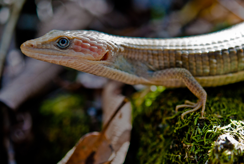 Texas Alligator Lizard Herps Of Travis County · Inaturalist