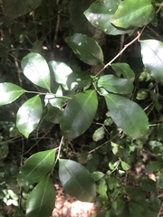 Robsonodendron eucleiforme