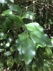 Robsonodendron eucleiforme