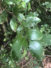 Robsonodendron eucleiforme