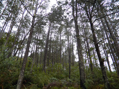 Pinus occidentalis