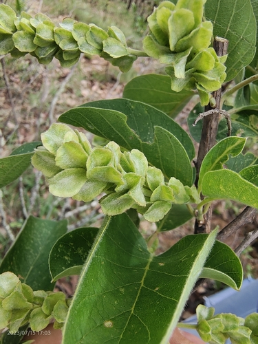 Terminalia franchetii