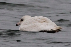 Larus hyperboreus leuceretes