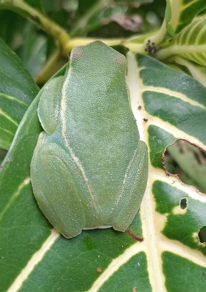 Greater Hatchet-faced Tree Frog from 17000, Perú on July 14, 2023 at 02