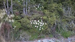 Celmisia holosericea