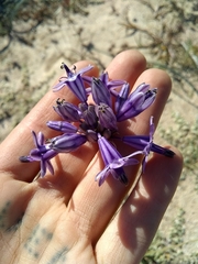 Triteleiopsis palmeri