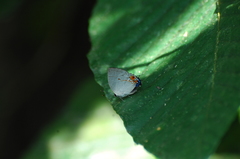 Iaspis andersoni