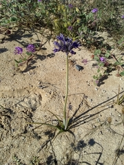 Triteleiopsis palmeri