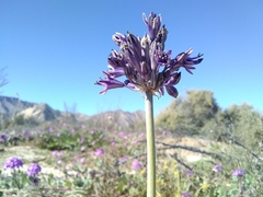 Triteleiopsis palmeri