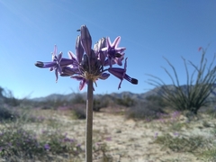Triteleiopsis palmeri