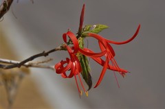 Anisacanthus