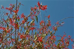 Anisacanthus