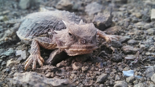 Cedros Island Horned Lizard
