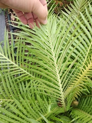 Blechnum gibbum