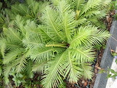 Blechnum gibbum