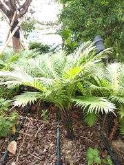 Blechnum gibbum