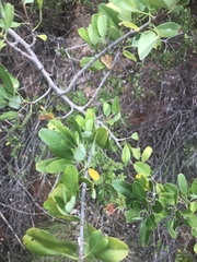 Heteromorpha arborescens arborescens