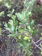 Heteromorpha arborescens arborescens