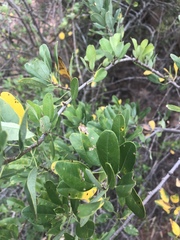 Heteromorpha arborescens arborescens
