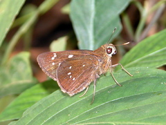 Pelopidas assamensis
