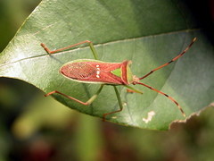 Homoeocerus walkeri