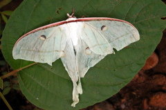 Actias selene